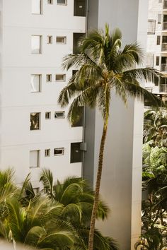 a palm tree in front of a tall building with balconies on the sides