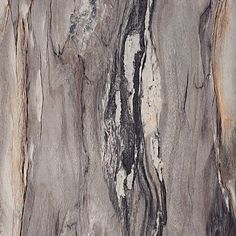 a close up view of the bark on a tree