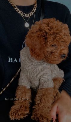 a person holding a brown poodle wearing a sweater and chain around their neck, in front of a blue wall