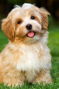 a small brown and white dog sitting on top of a green grass covered field with its tongue hanging out