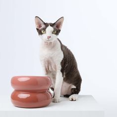 a black and white cat sitting on top of a table next to two red vases