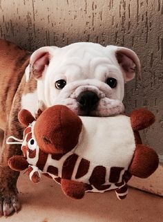 a dog holding a stuffed animal in its mouth