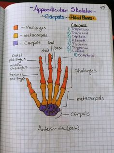 an open book showing the parts of a hand and its corresponding bones, labeled in different colors