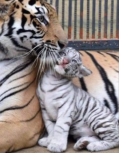 a mother tiger and her baby are cuddling together in their enclosure at the zoo