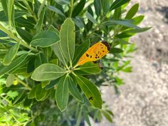 🌸 Shamrock Inkberry Holly: Your Ultimate Guide! Keep your Inkberry Holly lush and healthy with these 5 expert care tips! Also, unlock the secrets to propagating this gorgeous shrub and fill your garden with evergreen charm. Don’t miss out—turn your garden into a showstopper! 🌼🌿 #HollyCare #GardenTips #EvergreenShrubs