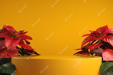 two poinsettia plants sitting on top of a yellow table next to each other