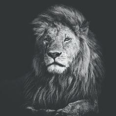 a black and white photo of a lion