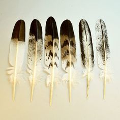 six feathers lined up in a row on top of each other with one feather stuck to it's side