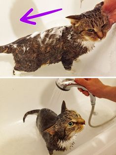 two pictures of a cat being washed in a bathtub with water running down it's side