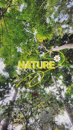 the words nature are written in green and yellow on top of tall trees with white daisies