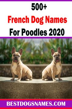 two dogs sitting on top of a stone wall with the words 500 + french dog names for poodles 2020