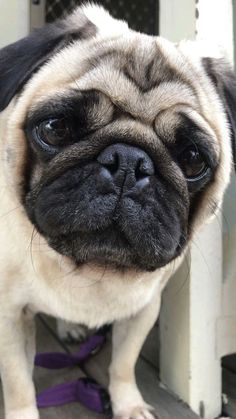 a small pug dog standing next to a door