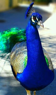 a peacock standing on top of a sidewalk next to a tree