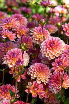 many pink flowers with green leaves in the background