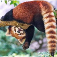 a red panda sleeping on top of a tree branch with its head hanging over it's back