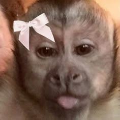 a monkey with a white bow on it's head and tongue sticking out from behind another monkey