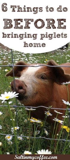 a pig in the grass with daisies behind it and text that reads 6 things to do before bringing pigs home