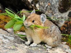 a small rodent eating grass on top of a rocky surface with moss growing in its mouth