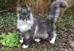 a grey and white cat standing on top of a grass covered field next to bushes