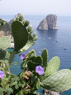 cactus with purple flowers in front of the ocean