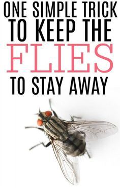 Flies Repellent Outdoor, Fly Repellant Diy, Flies Trap Diy, Fly Deterrent, Homemade Fly Spray, Homemade Fly Traps, Natural Fly Repellant, Fruit Fly Trap Diy, Diy Fly Trap