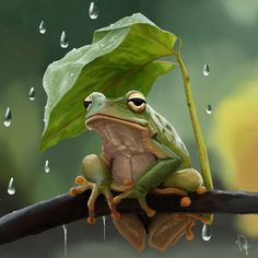 a frog sitting on a tree branch in the rain