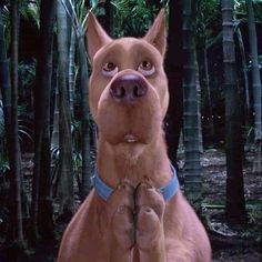 a brown dog standing in the middle of a forest with his paws up and eyes wide open