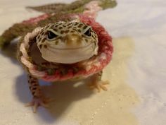 a small gecko is wearing a knitted hat