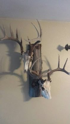 two deer heads mounted to the side of a wall next to an antlers head