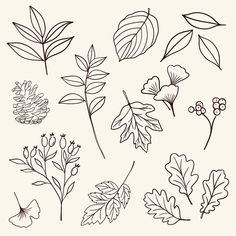 different types of leaves and flowers on a white background