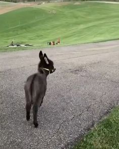 donkey._.lovers on Instagram: "Baby donkey 🤩

Video 2 Via @westfamilyfarm" Donkey Video, Baby Donkey, Pet Animals, Instagram Baby, Pie, Pet, Animals