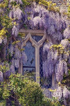 purple wisters growing on the side of a stone building with an arched window