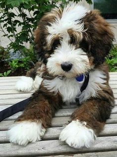 a brown and white dog sitting on top of a wooden bench