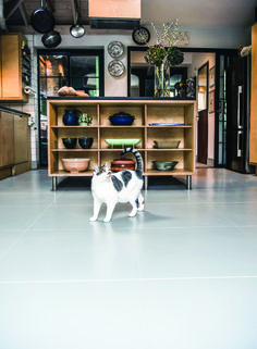 a black and white cat standing in the middle of a room with shelves on both sides