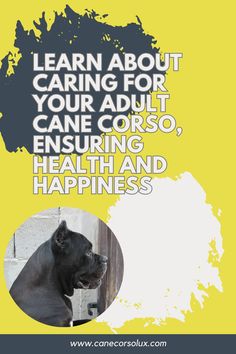 a black dog with the words learn about caring for your adult cane corro, ensuring health and happiness