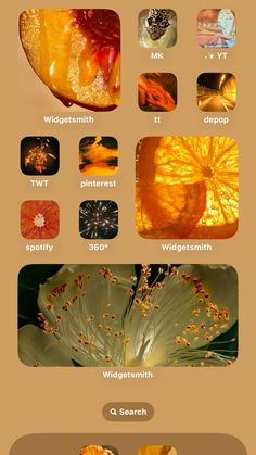 an orange flower with many different pictures on it's side and the words in each section