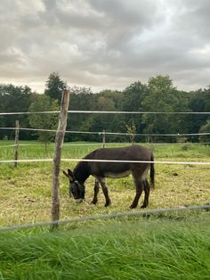 a donkey grazes in the grass behind a fence