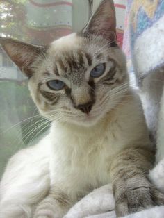 a siamese cat sitting on top of a white blanket