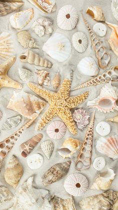 shells and starfish are arranged in a circle