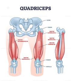 the muscles and tendors are labeled in this diagram, which shows how they work together