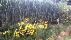 yellow flowers are growing in the tall grass