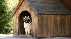 a pug dog sticking its head out of a wooden birdhouse with trees in the background