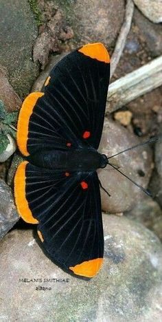 a black and orange butterfly sitting on some rocks