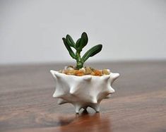 a small plant in a white ceramic bowl on a wooden table