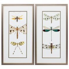 two framed pictures with different types of insects