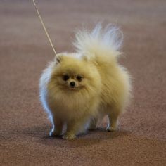 a small white dog on a leash standing in an area with brown carpet and tan walls