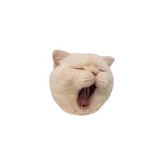 a white cat yawning with its mouth wide open