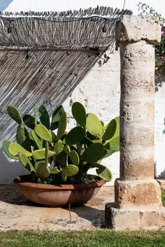 a large potted plant sitting on top of a stone floor next to a building