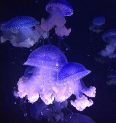 purple and white jellyfish floating in the water at night time with bubbles on them