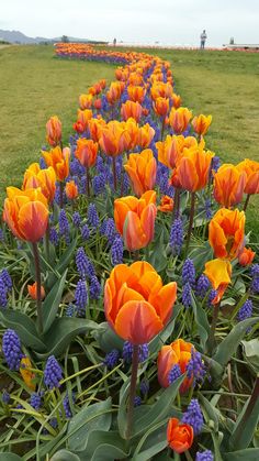 many orange and purple flowers in a field